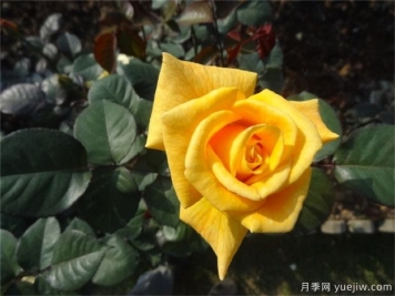 黃玫瑰代表什么意思？黃玫瑰寓意？黃玫瑰的花