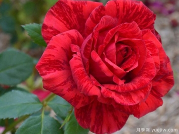 月季花苗在夏天怎么養護？
