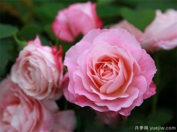 室內能種植好月季花嗎？做好這四點(diǎn)，植株旺開(kāi)花多
