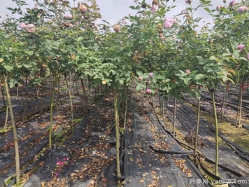 月季花如何定植，您知道嗎？