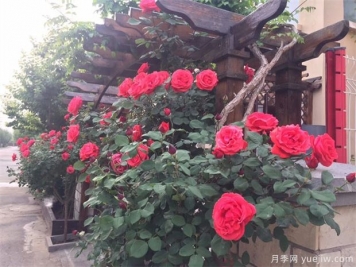 一年四季月季打理有什么不同的技巧？