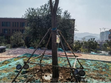 景觀(guān)綠化工程之栽植基礎，苗木養護技術(shù)交底