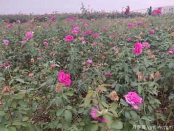 爬藤月季和薔薇有什么不同？哪個(gè)更漂亮？