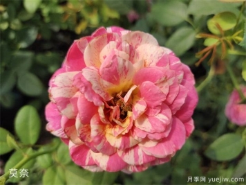 適合新手的月季莫奈，做好4個(gè)細節，長(cháng)勢旺旺