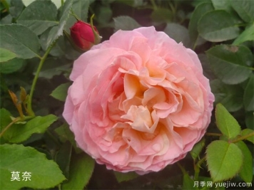 月季花施肥方法，月季養護如何施肥