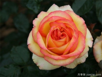 為什么很多人投資農業(yè)林業(yè)失??？需要具備這三種能力