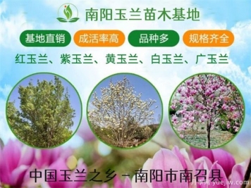 河南廣玉蘭常見(jiàn)的造型有哪些呢？這些造型如何做呢？