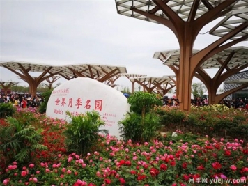 院子里設計一塊月季花境，一年四季繁花盛開(kāi)美如仙境