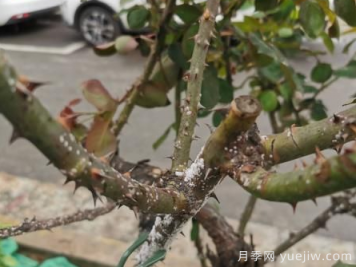 月季枝干上有許多小白點(diǎn)，可能是桑盾蚧在危害