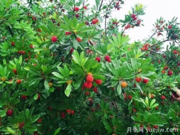 楊梅什么品種比較好？楊梅樹(shù)育苗方法