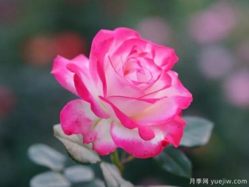 好期在四時(shí)，深?lèi)?ài)如長(cháng)風(fēng)，摯愛(ài)月季