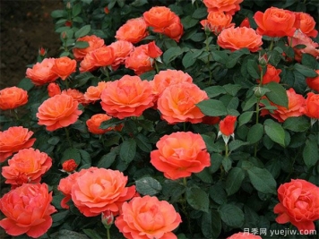豐花月季怎樣進(jìn)行蟲(chóng)害防治的呢？