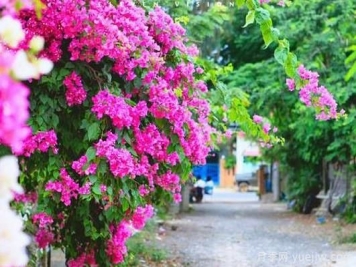 三角梅是哪里的市花？三角梅市花的意義