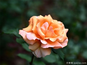 月季花的繁衍方法有哪些？快來(lái)看看吧
