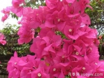 三角梅冬季如何修剪？三角梅冬季養護方法