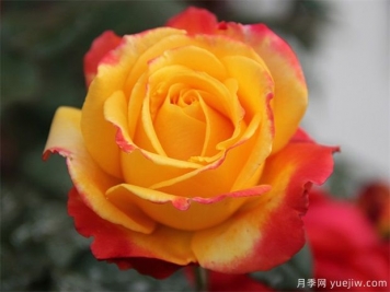 月季花如何保鮮？月季花的保存方法有哪些？