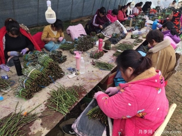 月季花的T形芽嫁接方法是什么？