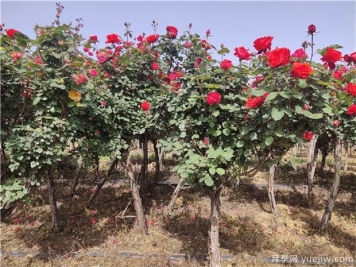 樹(shù)狀月季為何開(kāi)花少？