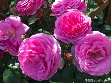歐子安娜月季的優(yōu)缺點(diǎn)是什么？