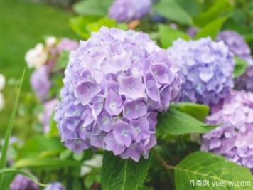 30種耐陰植物花卉，一點(diǎn)光照快速生長(cháng)