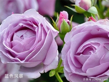 25個(gè)藍紫色月季品種大合集，天然藍紫美到心里