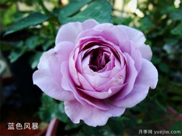 藍色風(fēng)暴月季，浪漫又好看，為什么難養呢？