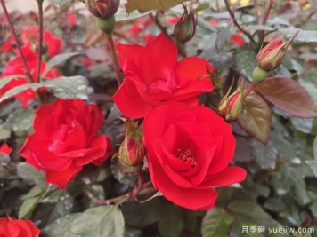 推薦8款豐花月季品種介紹，花滿(mǎn)枝頭，園林應用花量多