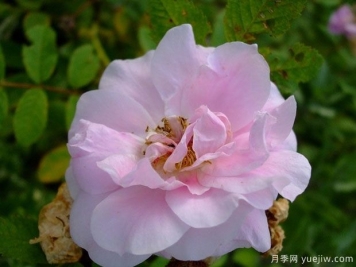 馬丁弗羅比歇月季