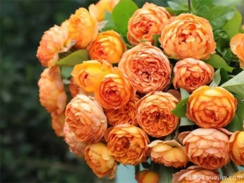 適合夏季養的藤本月季，推薦10個(gè)月季品種，開(kāi)花不斷