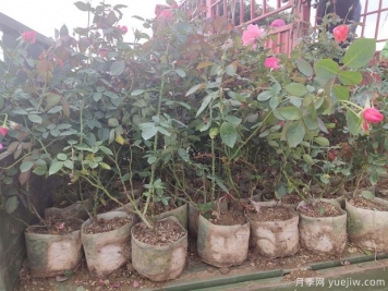 養了多年的月季老化嚴重，應該如何挽救？