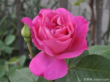 讓同一盆的月季花同一天開(kāi)花，應該如何做？