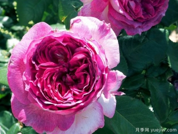 月季花的花語(yǔ)和象征意義是什么