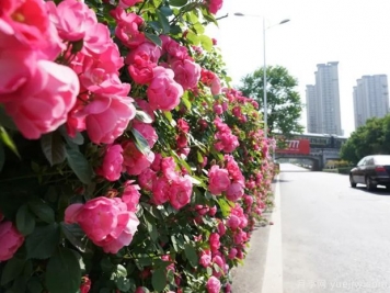 回首2021年花木產(chǎn)業(yè)那些事兒，創(chuàng  )新永恒