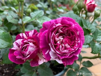 月季花病蟲(chóng)害該如何防治？