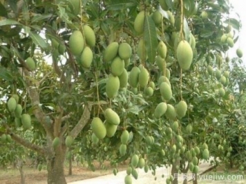 芒果苗多少錢(qián)一株？種一畝小苗成本多少錢(qián)？