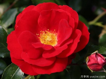 卡拉喬月季的優(yōu)缺點(diǎn)是什么？