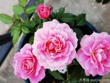 花友網(wǎng)購月季有沒(méi)被某遷坑過(guò)的嗎