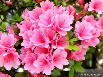 杜鵑花，介紹與養護小知識