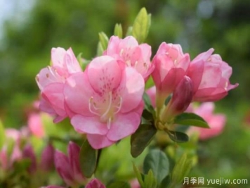 杜鵑的日常養護