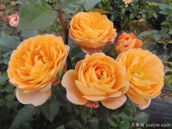 推薦6個(gè)為優(yōu)秀微型月季，陽(yáng)臺養花的選擇