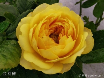 金絲雀月季/富貴金絲鳥(niǎo)月季
