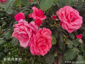 中國月季為什么打不過(guò)歐月甚至比不過(guò)日本月季？