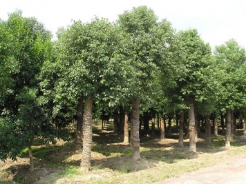 北方種植香樟樹(shù)容易發(fā)生凍害后如何進(jìn)行復壯