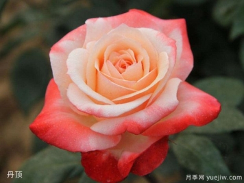 玫瑰月季薔薇傻傻分不清，只要3個(gè)方法一眼就認出來(lái)