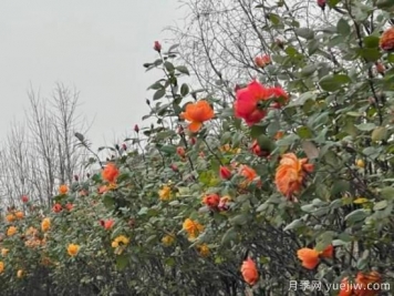 嚴冬月季花盛開(kāi)，杭州高架月季實(shí)現超長(cháng)待機