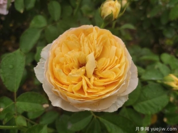 真宙月季和朱麗葉月季的區別，優(yōu)缺點(diǎn)一目了然
