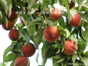 防治果樹(shù)病蟲(chóng)害，選好時(shí)機效果好