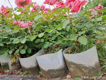 為什么家庭養月季那么容易黃葉、僵苗？忽略了這2點(diǎn)！