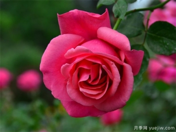 月季簡(jiǎn)介，月季繁育和養護方法，延長(cháng)月季花期的措施
