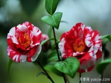 山茶花養殖方法